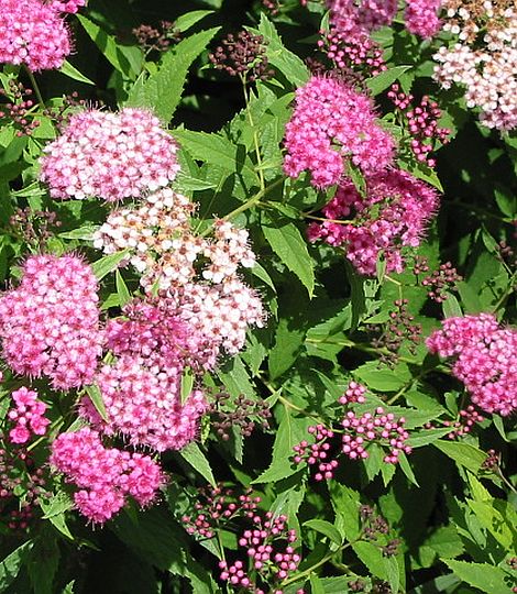 Spiraea japonica 'Elegant'